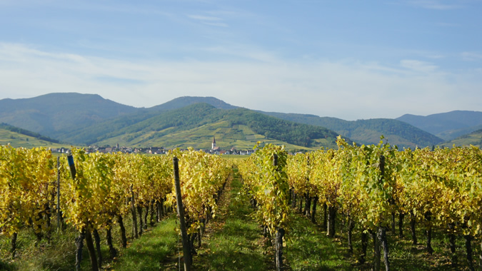 Weinberge bei Ammerschwihr